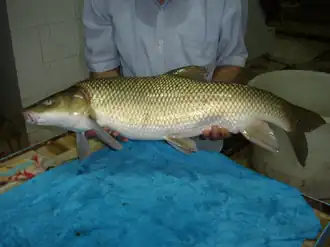 Luciobarbus xanthopterus