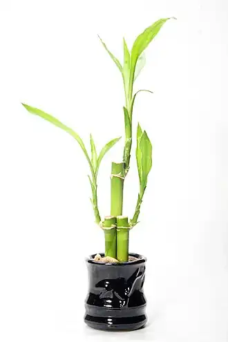 Dracaena sanderiana