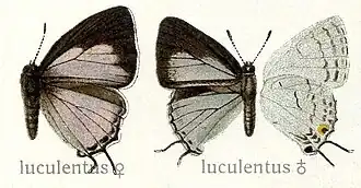 Tajuria luculentus