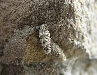 HoornzakdragerLuffia lapidella