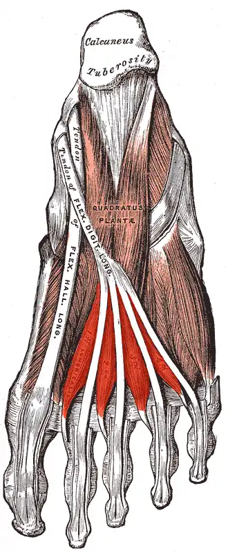 Musculi lumbricales pedis