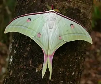 Actias selene