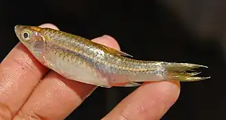 Rasbora dusonensis