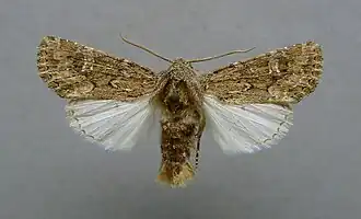 Luperina nickerlii