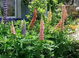 Vaste lupine