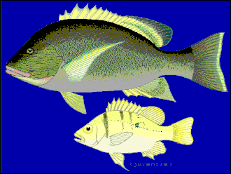 Lutjanus rivulatus