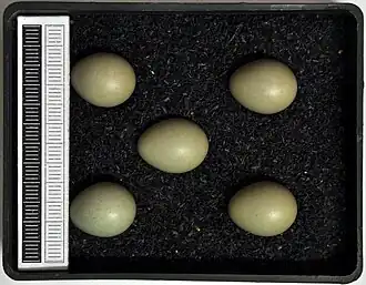 Eieren van L. s. svecicaMuseum Wiesbaden