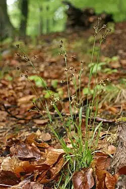 Ruige veldbiesbloeiende plant