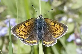 Lycaena hippothoeRode vuurvlinder