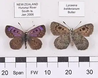 Lycaena boldenarum