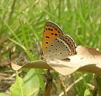 Lycaena pavana