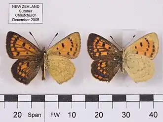 Lycaena salustius