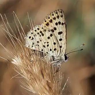 Lycaena bleusei