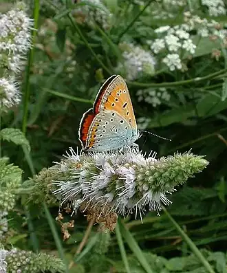Lycaena disparGrote vuurvlinder