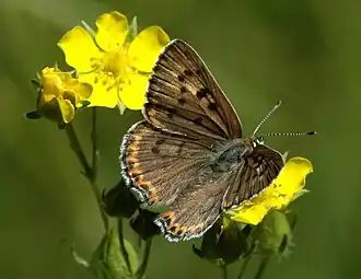 Lycaena editha