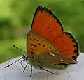 Lycaena virgaureaeMorgenrood