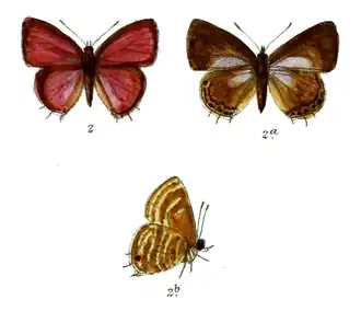 Lycaenesthes