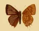 Anthene alberta