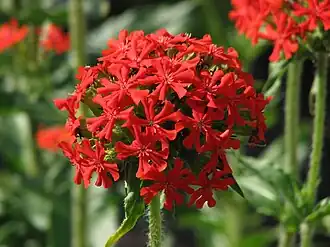 Brandende liefde (plant)