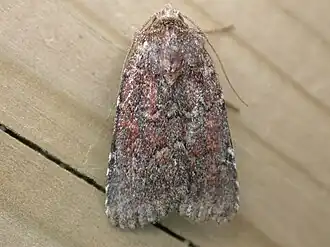 Lycophotia erythrina