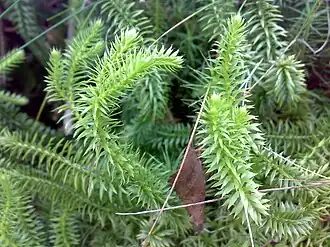 Grote wolfsklauw (Lycopodium clavatum)