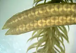 Detail van de sporenaar van een Lycopodium, met niervormige sporendoosjes zichtbaar door de sporofyllen