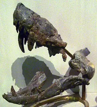 Lycosuchus
