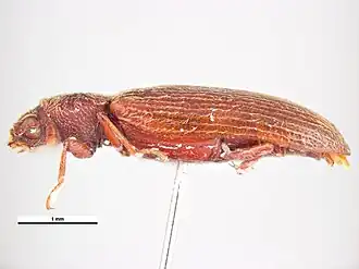Lyctus cavicollis