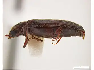 Lyctus chilensis