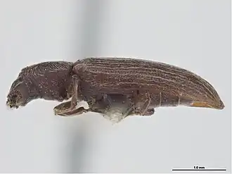 Lyctus opaculus