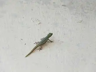 Lygodactylus conraui