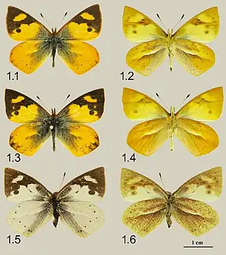 Lymanopoda flammigera