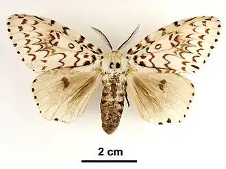 Lymantria nephrographa