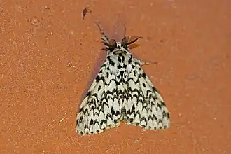 Lymantria polysticta