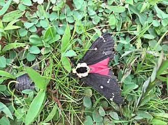 Lymantria semicincta