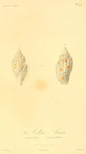 Lyria (Harpeola) anna