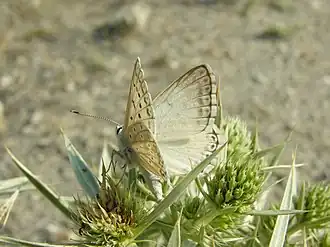 Polyommatus albicansKwartsblauwtje