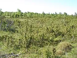 Karstgebied bij Mõisaküla