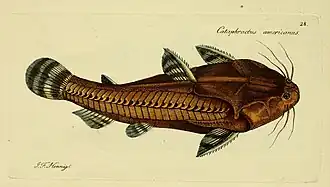 Acanthodoras cataphractus