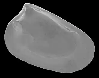 Barythaerus biconvexus