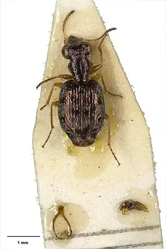 Scopodes hornabrooki