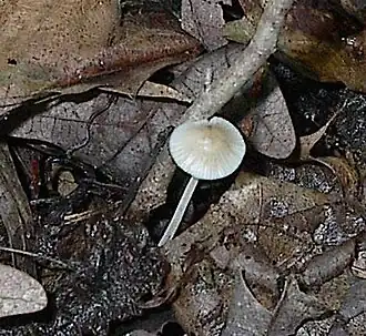 Blauwvoetmycena