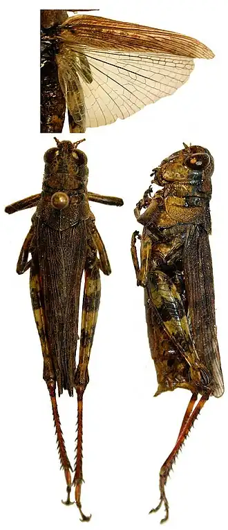 Melanoplus punctulatus