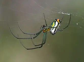 Leucauge argyrobapta