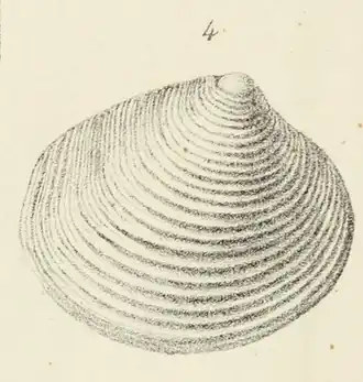 Astarte crebricostata