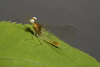 Maccaffertium terminatum