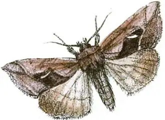 Macdunnoughia tetragona