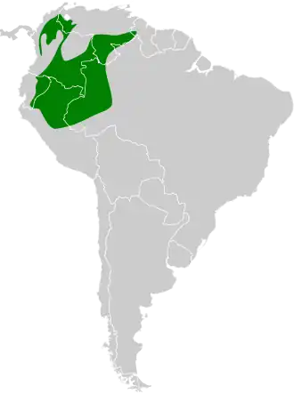 Westelijke gestreepte manakin