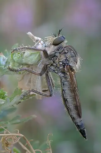 Roestbruine roofvlieg
