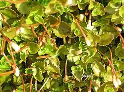 Macquarie-eiland vegetatie